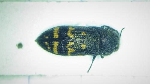 Réf. 276 119 : Acmaeoderella flavofasciata